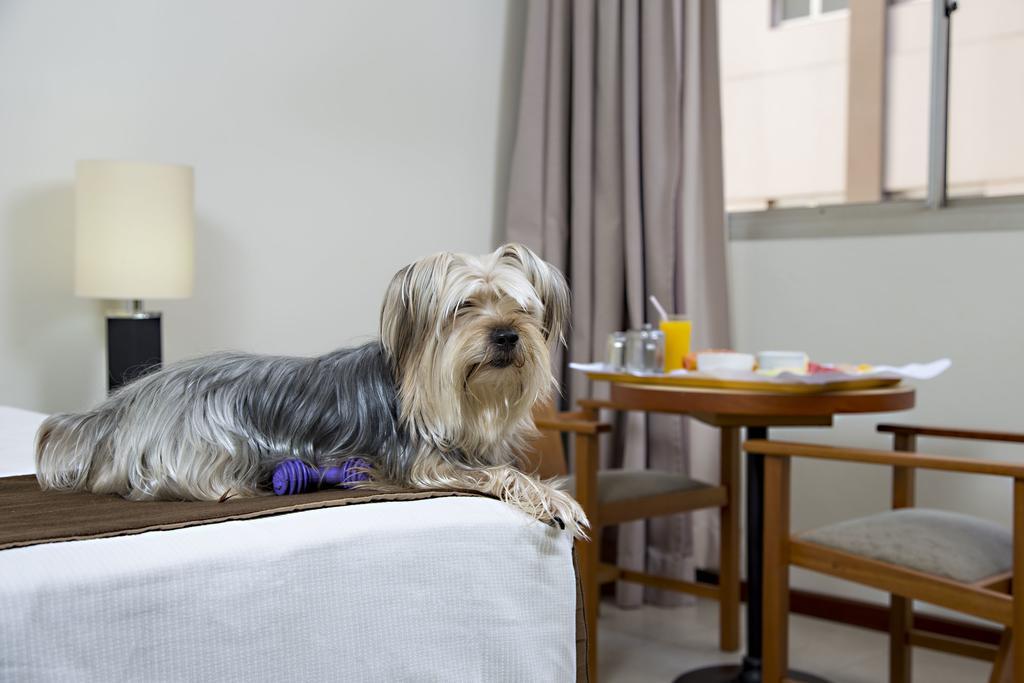 Stream Palace Hotel (Adults Only) Ribeirao Preto Ngoại thất bức ảnh